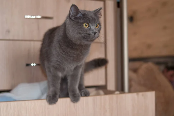 british cat climbs into the wardrobe with clothes in bedroom at home