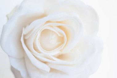 Beyaz gül yakın plan arka plan olarak kullanılabilir. Yumuşak odaklanma. Sevgililer günü ve düğün