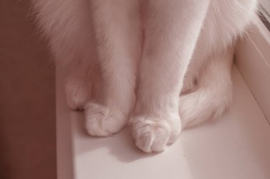 Beyaz kedinin ev penceresinin pervazındaki yumuşak pembe patileri ilk adımı atsın.