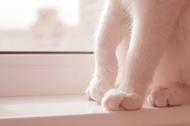 white cat's soft pink paws at homeon window sill do first step clipart