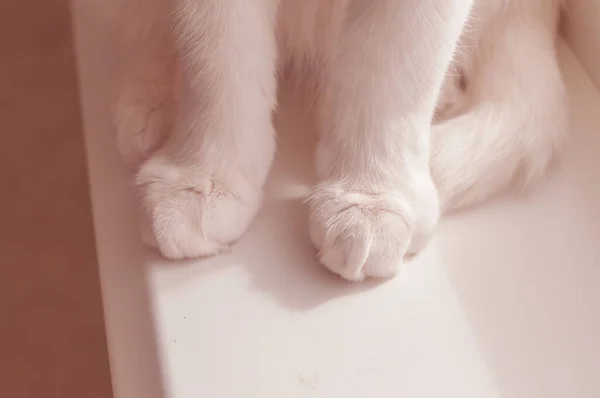 white cat's soft pink paws at homeon window sill do first step