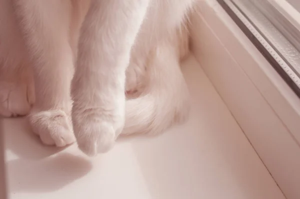 white cat's soft pink paws at homeon window sill do first step