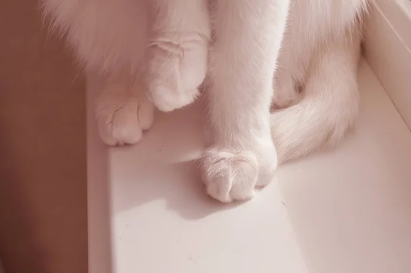 white cat\'s soft pink paws at homeon window sill do first step