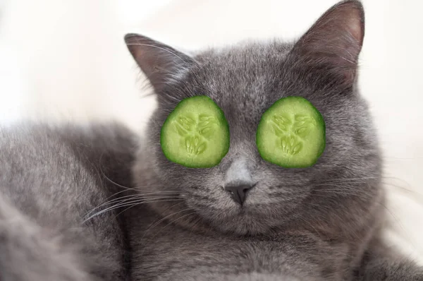 Retrato Gato Cinza Britânico Com Pedaços Verdes Pepino Olhos Spa — Fotografia de Stock