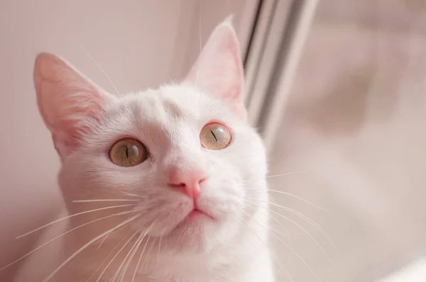 白猫在窗台上的画像 透过窗上粉色的色调望过去 — 图库照片