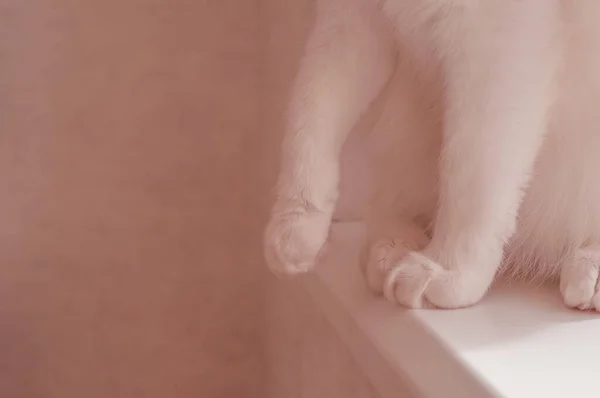 家门口的白猫柔软的粉红爪子将是第一步 — 图库照片