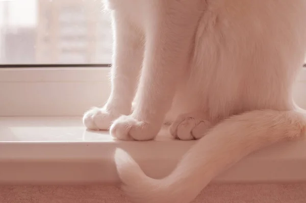 White Cat Soft Pink Paws Homeon Window Sill First Step — Stock Photo, Image