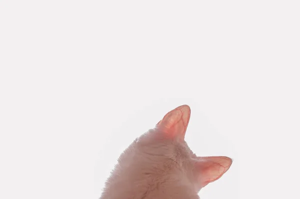 白猫在窗台上的画像 透过窗上粉色的色调望过去 — 图库照片