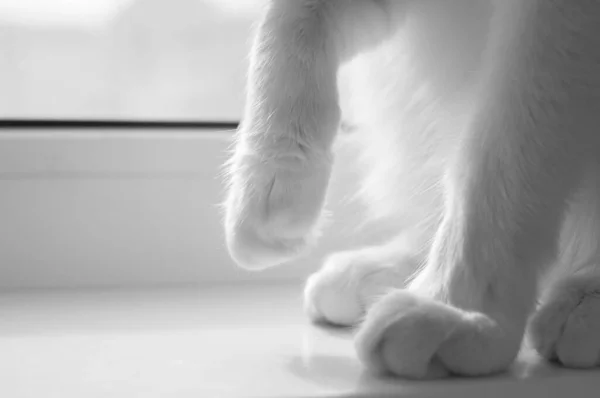 Beyaz Kedinin Penceresinin Pervazındaki Yumuşak Pembe Patileri Ilk Adımı Atsın — Stok fotoğraf