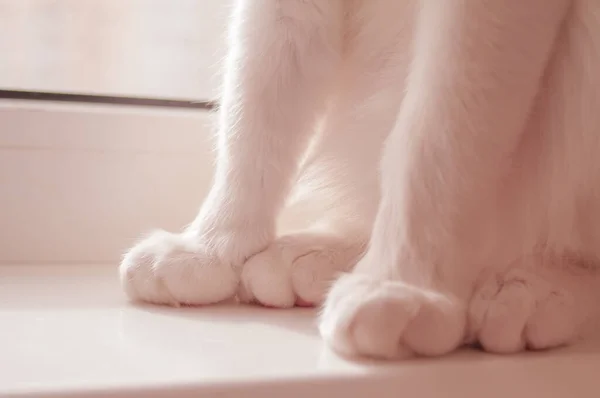 Blanco Gato Suave Rosa Patas Homeon Ventana Sill Hacer Primero — Foto de Stock