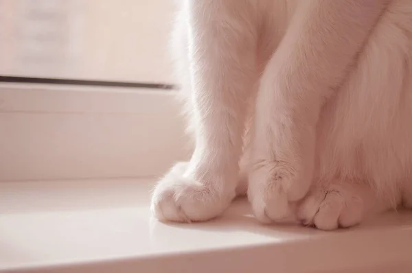 White Cat Soft Pink Paws Homeon Window Sill First Step — Stock Photo, Image