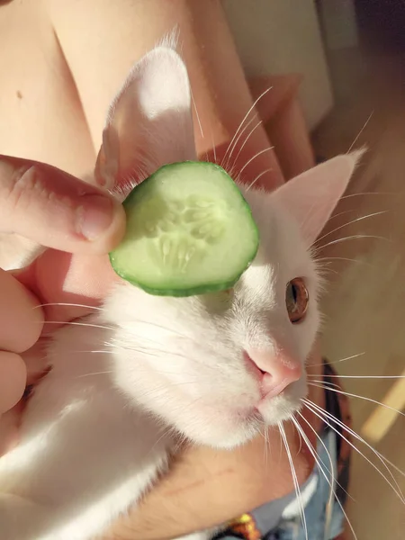 cat and slices of cucumber vegan food vitamin detox antioxidant pirate