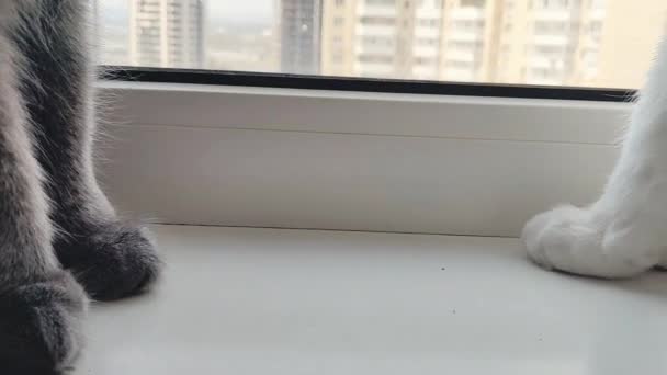 Cat Paws Window Sill Relationship Impudence — Stock Video