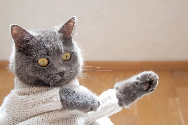 Carino Gatto Grigio Britannico Maglione Bianco Bianco Mostra Direzione Sfondo — Foto Stock