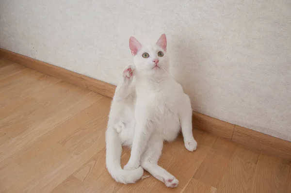 Gato Blanco Joven Sentado Suelo Lavado Limpieza — Foto de Stock