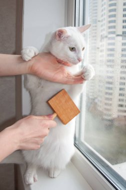 Pencere pervazındaki kedi bakımını tara