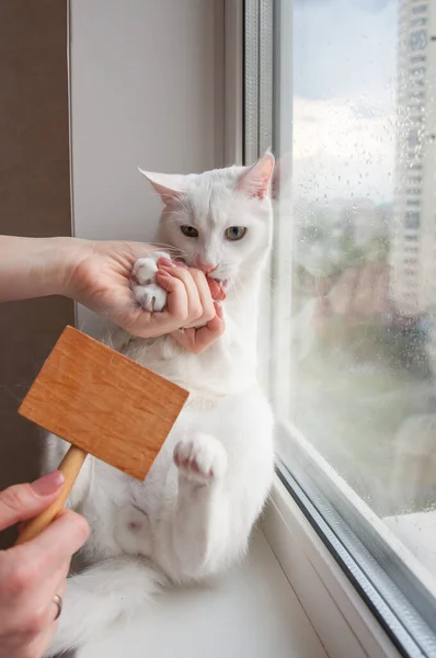 Pettinare Cura Del Gatto Casa Sul Davanzale Della Finestra — Foto Stock