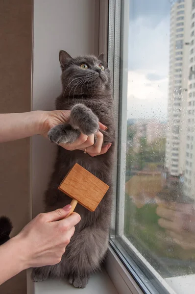 Pencere Pervazındaki Kedi Bakımını Tara — Stok fotoğraf