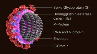 Metinli Covid 19 virüs yapısı