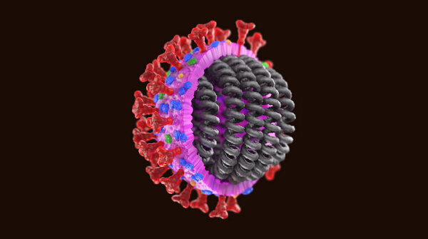 Covid 19 virus structure