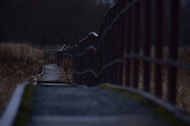 Ormandaki korku yolu