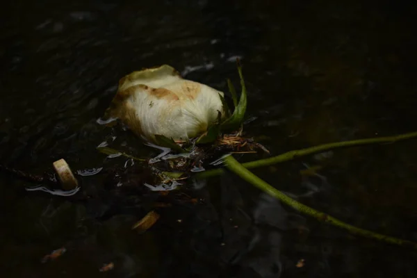 Weiße Blume Wasser — Stockfoto