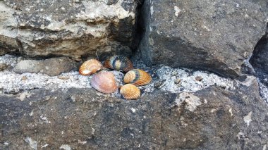Anzo, İtalya, deniz kabukları turuncu-beyaz deniz kabukları, taş desenli kabuklar, gri