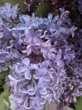 Moskova parkında çiçek açan bir leylak.