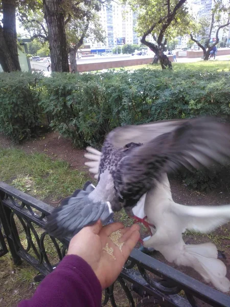 Palomas Domesticadas Luchan Por Granos —  Fotos de Stock