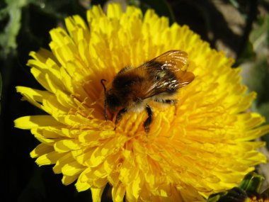 Karahindiba üzerinde meşgul arı