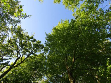 Yeni yeşil kayın ağacının altından görünen mavi gökyüzüne bak