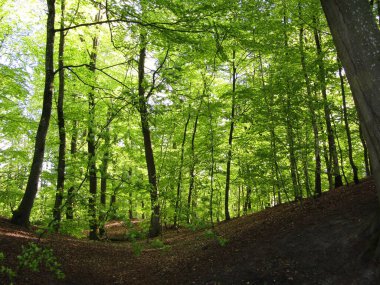 Taze yeşil kayın görmek için ormanda tam zamanında yürüyün. Orman bundan daha yeşil olamaz.