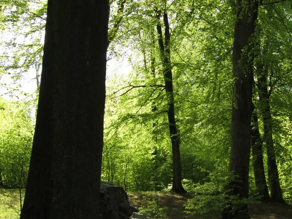 Walk in the forest just in time to see new fresh green beech. The woods doesn\'t get any greener than this