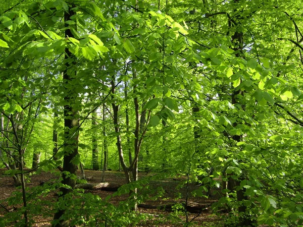 Camine Por Bosque Justo Tiempo Para Ver Nueva Haya Verde — Foto de Stock