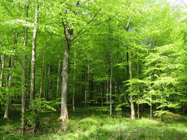 Promenez Vous Dans Forêt Juste Temps Pour Voir Nouveaux Hêtres — Photo