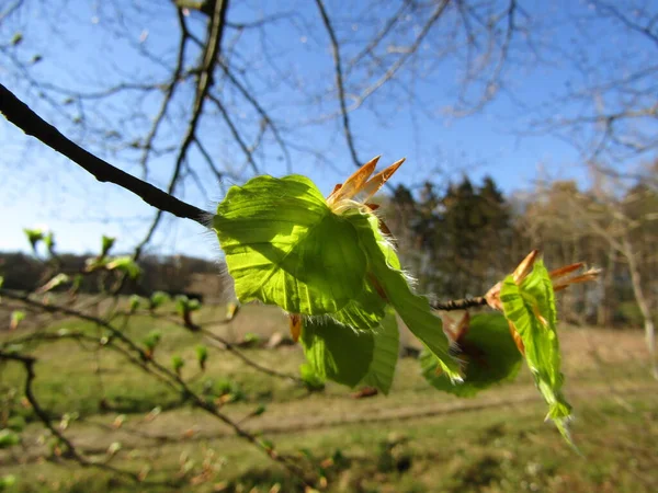 Fin Närbild Den Fria Naturen Tidigt Våren — Stockfoto