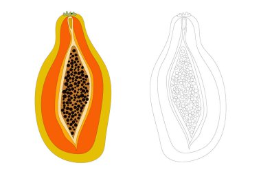  Papaya egzotik meyvesi. Düz elle çizilmiş stil. Stok çizimi. Kumaş ve ambalaj üzerine baskı yapmak için tasarlandı.