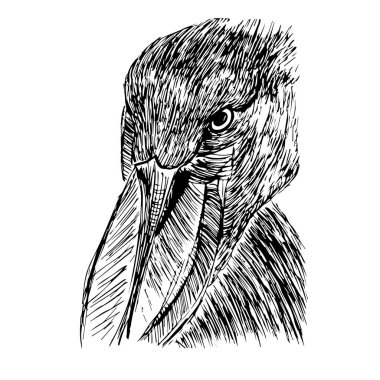 Beyaz arkaplanda Balaeniceps Rex çizimi izole edildi. Portre kuşuyla çizilmiş eski el çizimi.