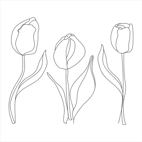 Black And White Tulipsストックベクター ロイヤリティフリーblack And White Tulipsイラスト ページ 4 Depositphotos