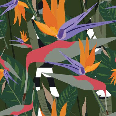 Karışımın kusursuz vektör deseni: Siyah ve beyaz çizgili tropikal yeşil yapraklı cennet kuşu çiçekleri. Soğuk Afrika turna çiçeği veya strelitzia reginae çiçek desenli çiçek deseni.
