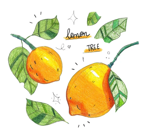 Muster Mit Niedlichen Zitronen Blättern Zweigen Und Schriftzug Zitronenbaum Isoliert — Stockfoto