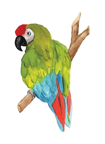 Aquarel Met Hand Getekend Voorraad Illustratie Met Heldere Kleurrijke Papegaai — Stockfoto