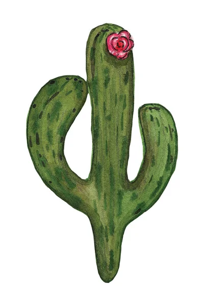 Cactus Met Hand Getekende Aquarel Illustratie Geïsoleerd Witte Achtergrond Voor — Stockfoto