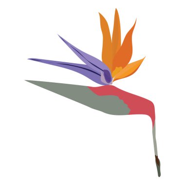 Cennet kuşu çiçeği. Beyaz arka planda izole edilmiş güzel renkli vektör stok çizimi. Cennet doğası. Dekorasyon, ağ, tekstil, kumaş ve diğerleri için tasarım.