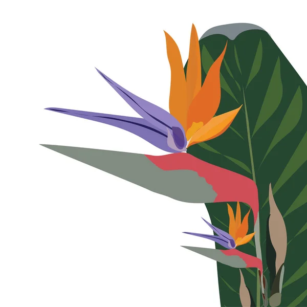 Paradijsvogel Prachtige Kleurrijke Vector Stock Illustratie Geïsoleerd Witte Achtergrond Paradijs — Stockvector