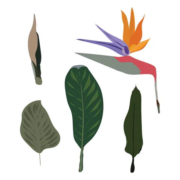 Set Paradijsvogel Bloemen Bladeren Prachtige Kleurrijke Vector Stock Illustratie Geïsoleerd — Stockvector