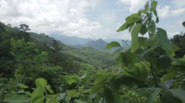 güneşli bir günde tropikal orman