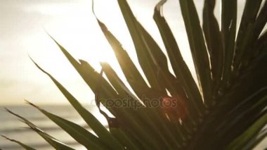 Palmiye yaprağını kapat