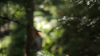 Genç kadın modeli orman yürüyüş