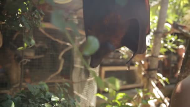 Een grote vleermuis hangt van de boom in de dierentuin — Stockvideo